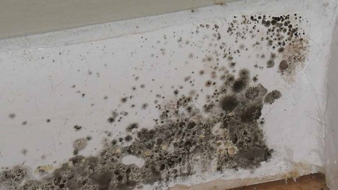 Mold Should Be Taken Seriously and Immediately Addressed!