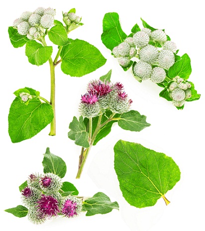 10 Best Herbal Remedies for Treating Acne