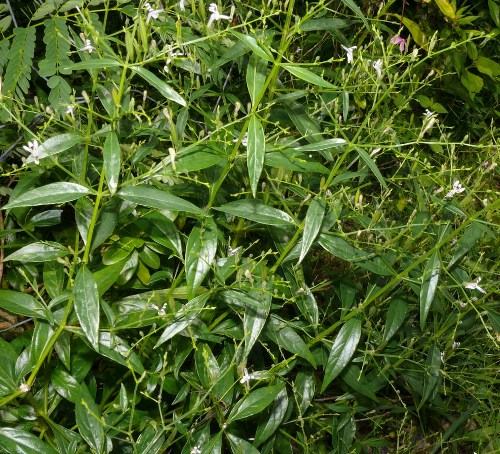 Top 9 Effective Herbs To Treat Flu Naturally