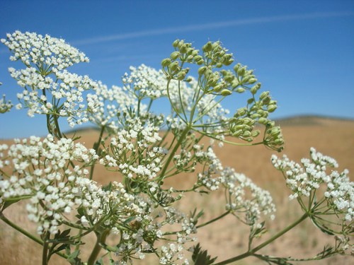 Top 9 Effective Herbs To Treat Flu Naturally