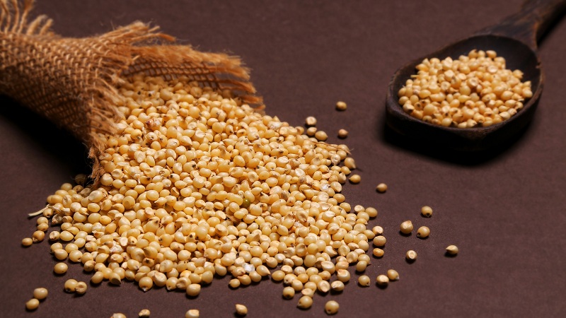 Top 12 Jowar Benefits (Sorghum) &#8211; That People Are Unaware Of